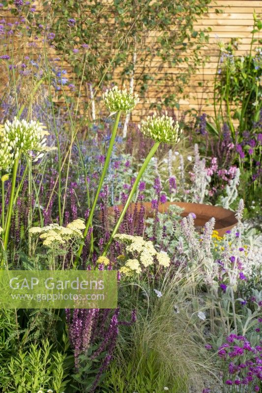 Agapanthus 'White Heaven' with Achillea 'Credo', Stachys byzantina, Stipa tenuissima and Salvia - Turfed Out, RHS Hampton Court Palace Garden Festival 2022