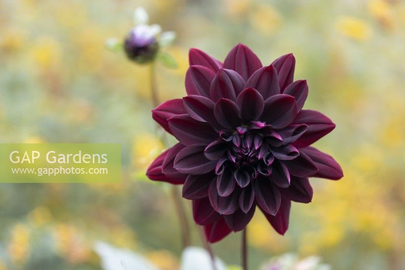 Dahlia flower, Sam Hopkins. Close up. Selective focus.  Regency House, Devon NGS garden. Autumn