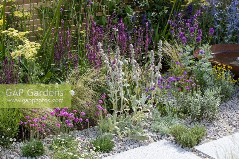 Gravel garden with Stachys byzantina, Salvia, Stipa tenuissima, Achillea and Armeria maritima -  Turfed Out Garden - RHS Hampton Court Palace Garden Festival 2022