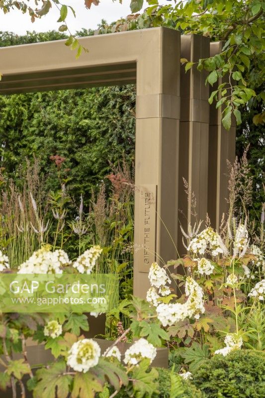 Metal pergola with Hydrangea quercifolia in foreground - Macmillan Legacy Garden: Gift the Future - RHS Hampton Court Flower Festival 2022