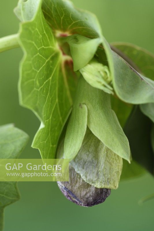 Pisum sativum  'Shiraz'  Mangetout pea flower starting to form  July
