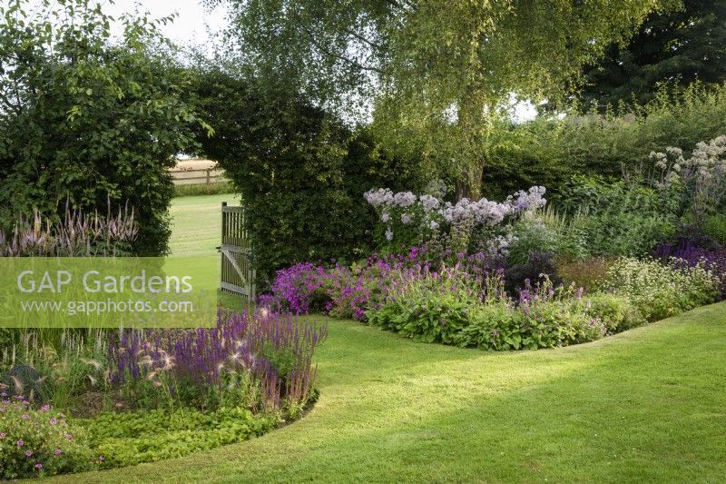 Borders at Cow Close Cottage,. North Yorkshire in July planted with pinks and purples including Salvia nemorosa 'Ostfriesland' mixed with Hordeum jubatum, Geranium 'Patricia' and Betonica officinalis 'Hummelo'