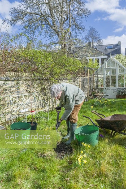 Morus nigra 'King James' - black mulberry 'Chelsea'. Planting a container grown mulberry tree in a garden. March. Step 2. Remove turf from planting area using a garden spade.