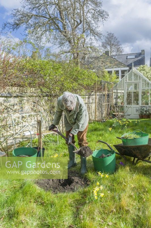 Morus nigra 'King James' - black mulberry 'Chelsea'. Planting a container grown mulberry tree in a garden. March.  Step 3. Dig a hole large enough to comfortably accommodate the root ball.