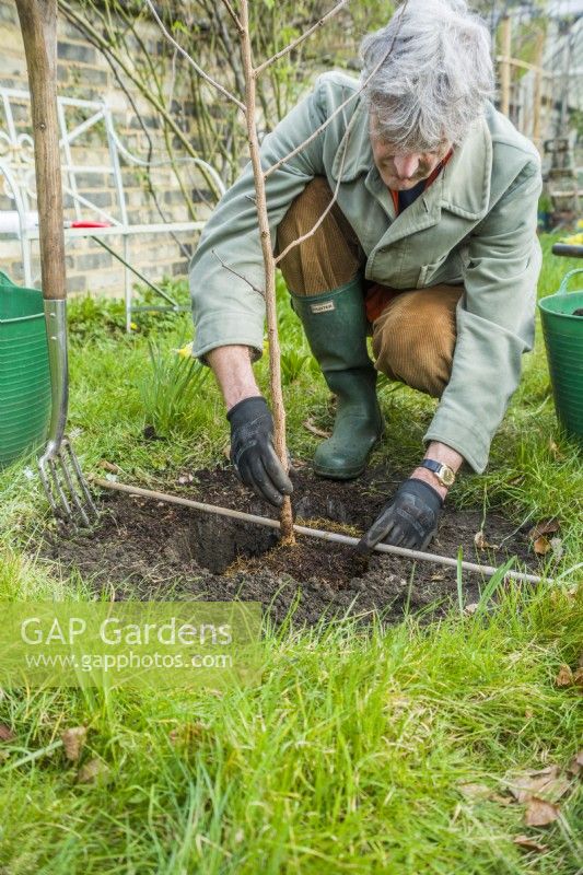 Morus nigra 'King James' - black mulberry 'Chelsea'. Planting a container grown mulberry tree in a garden. Step 8.  Checking correct level of tree in planting hole to ensure original soil level is maintained. March