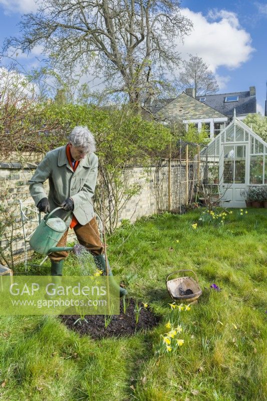 Morus nigra 'King James' - black mulberry 'Chelsea'. Planting a container grown mulberry tree in a garden. March. Watering after planting freshly divided spring bulbs around the base of a newly planted fuit tree.