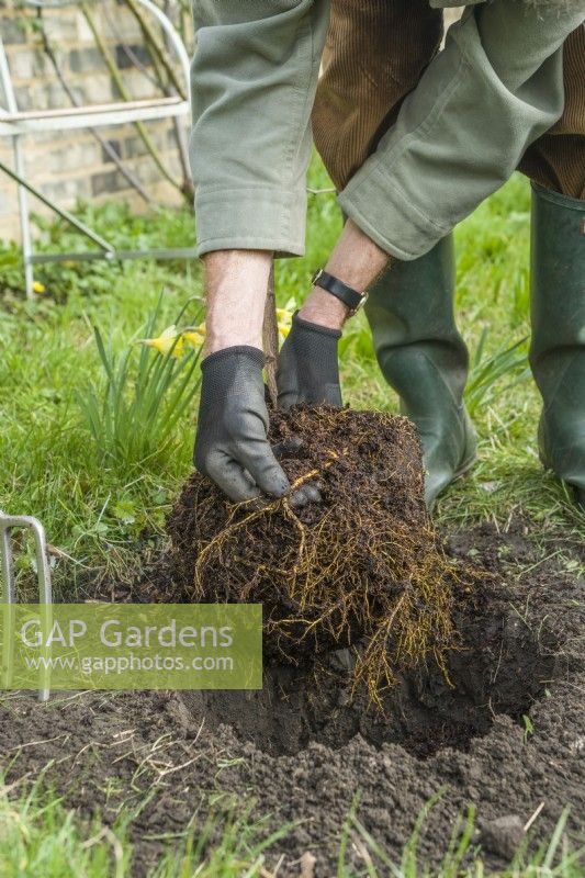 Morus nigra 'King James' - black mulberry 'Chelsea'. Planting a container grown mulberry tree in a garden. March. Ensure that the root ball is moist before you intend to plant a tree and gently tease out the thickest and longest roots from around the outside with your fingers.