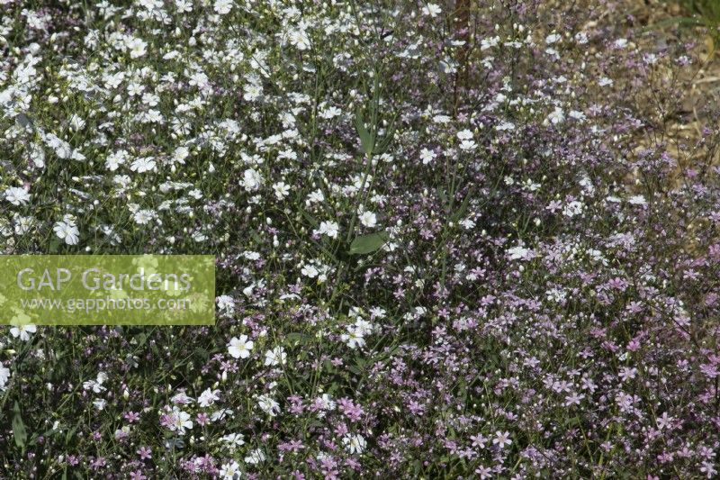 Gypsophila 'Covent Garden' and Gypsophila 'Rosea' in combination, June