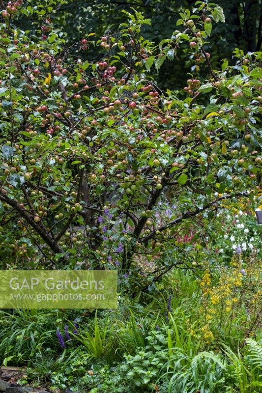 Crab apple, Malus sylvestris laden with fruit - Guide Dogs 90th Anniversary Garden, RHS Chelsea Flower Show 2021