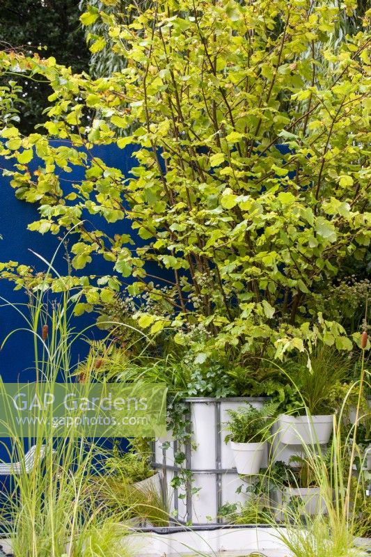 Corylus avellana giving shade to an IBC container with ferns and grasses - The IBC Pocket Forest Garden, RHS Chelsea Flower Show 2021