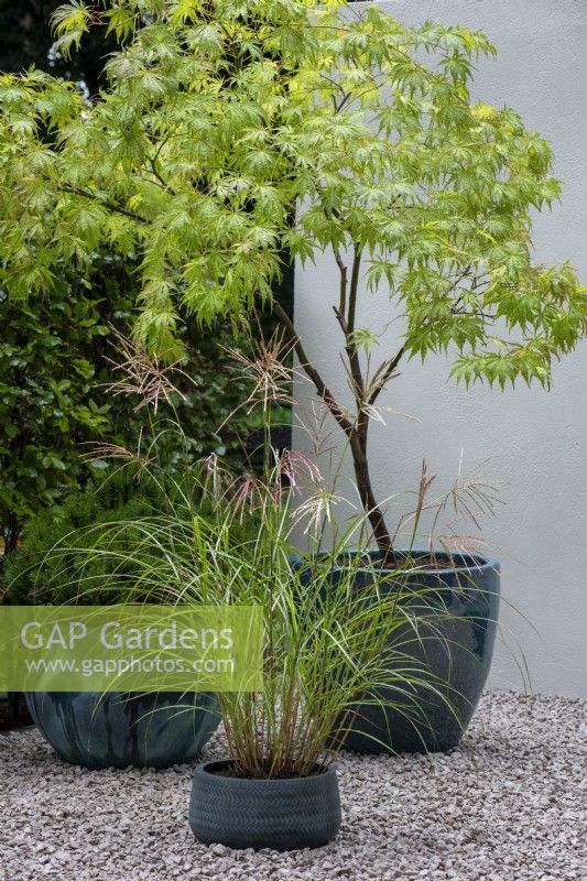 Acer and Miscanthus sinensis in containers on gravel - A Tranquil Space in the City, RHS Chelsea Flower Show 2021