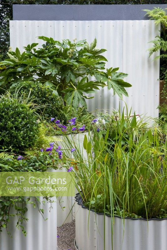 Large leaved Fatsia japonica set against a corrugated iron screen, circular container with pond plants including Pondetaria cordata - The Hot Tin Roof Garden, RHS Chelsea Flower Show 2021