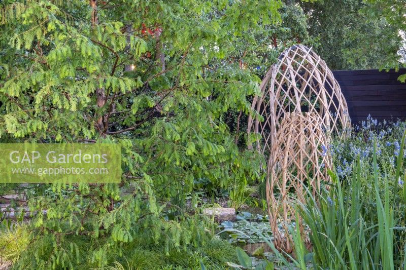 Metasequioa glyptostroboides, Dawn Redwood with laminated bamboo structures - The Guangzhou Garden, RHS Chelsea Flower Show 2021