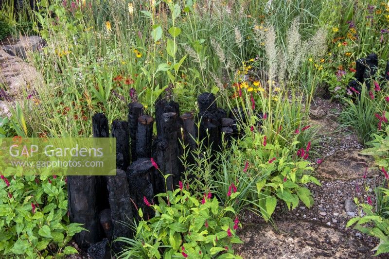 Black charred posts surrounded by lush green foliage of plants including Persicaria amplexicaulis and Calamagrostis brachytricha - The Yeo Valley Organic Garden, RHS Chelsea Flower Show 2021