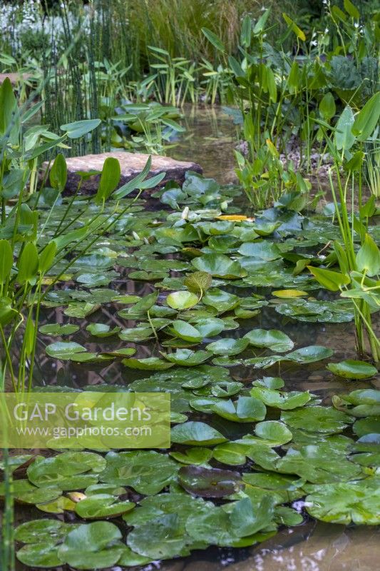 Pond with Nymphaea alba, Equisetum hyemlae, Gunnera manicata and Pontederia cordata - The Guangzhou Garden, RHS Chelsea Flower Show 2021
