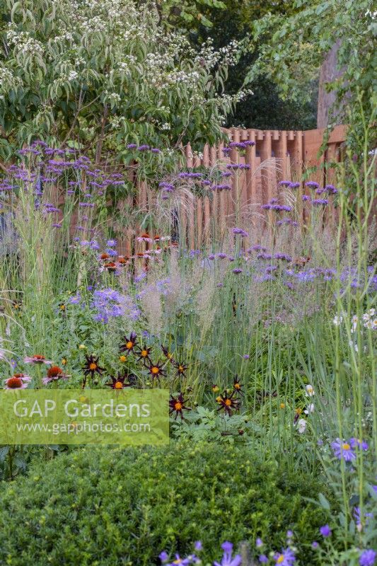 Late Summer border with Heptacodium miconioides, Verbena bonariensis, Dahlia, Echinacea and ornamental grasses - The Florence Nightingale Garden, RHS Chelsea Flower Show 2021
