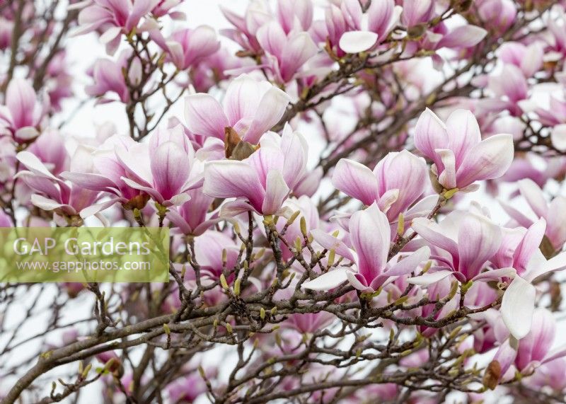 Magnolia x soulangeana, spring April
