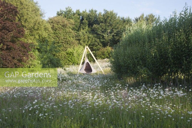 meadow filled with white  Oxeye Daisies - Leucanthemum vulgare around a living willow tunnel with hanging tent on a tripod frame.