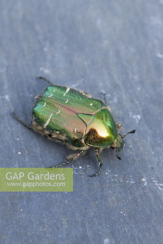 Cetonia aurata - Rose Chafer Beetle. March. Close up on slate surface.