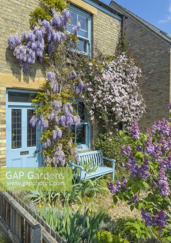 Wisteria sinensis and Clematis montana trained on the front wall of a victorian house. Syringa vulgaris - lilac, irises and matching blue house paint and garden bench. April