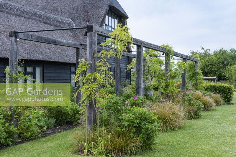 A wooden pergola is planted with young wisteria, allium, Rosa rugosa and clumps of Anemanthele lessoniana.