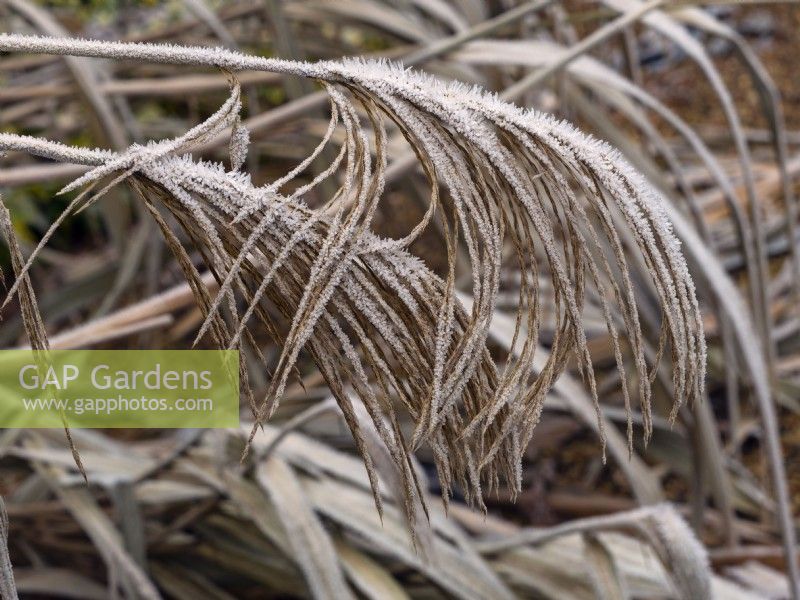 Miscanthus sinensis covered in frost winter January