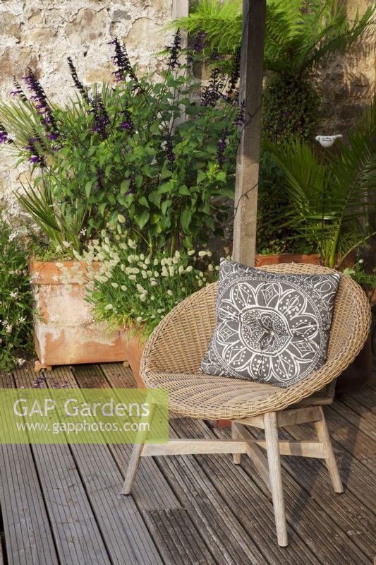 Wicker chair with cushion on raised deck with Big Pot of Salvia 'Amistad' and Lagurus ovatus - Bunny's Tail Grass,
 Tree Fern and Palm  in shady corner. 