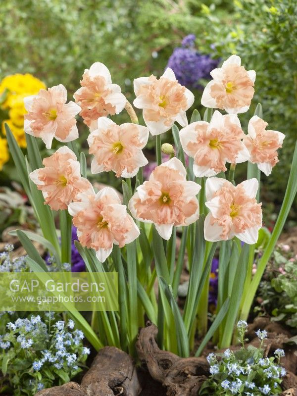 Narcissus Mariner, spring May