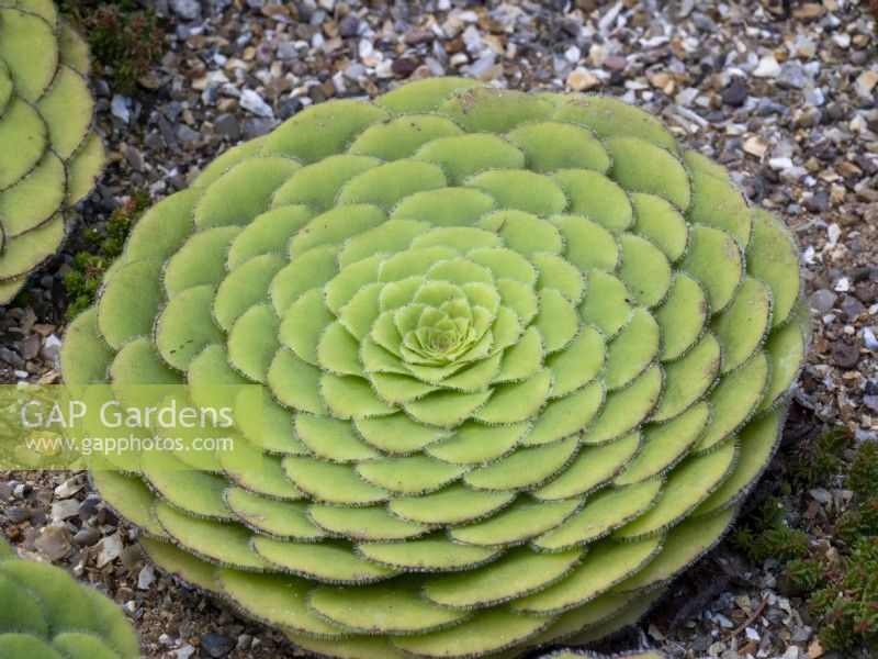 Aeonium tabuleforme growing in a gravel bed