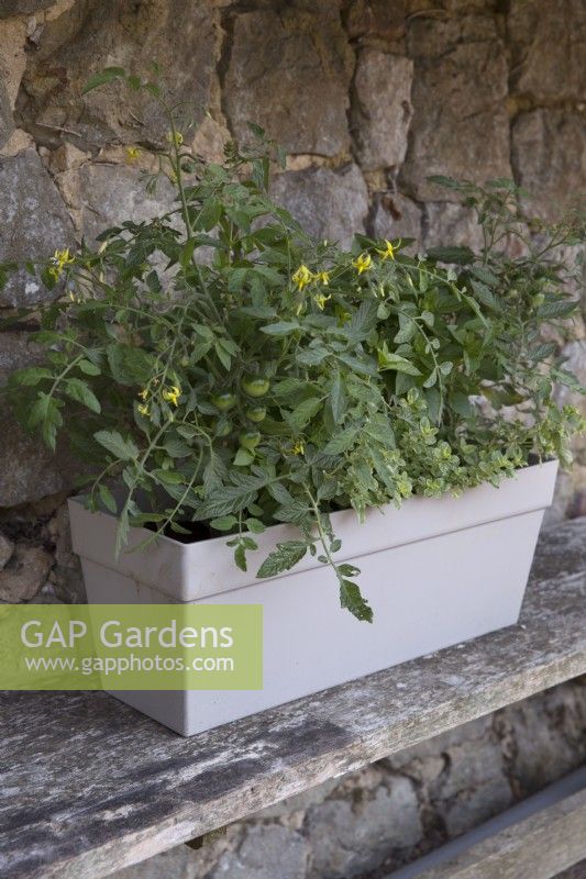 Bush tomatoes, greek basil and variegated thyme growing in windowbox sitting on a wooden bench