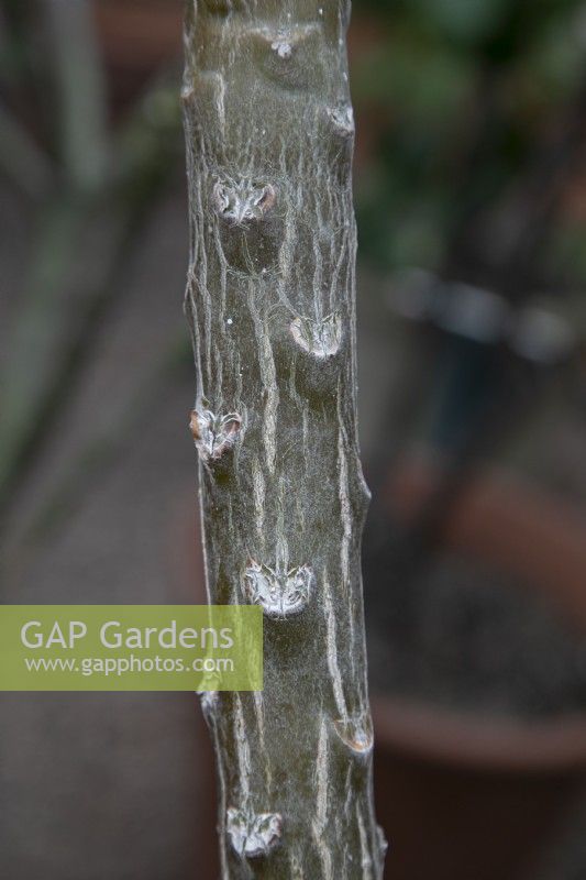 Plumeria - Frangipani 'Cerise Hybrid' - January
