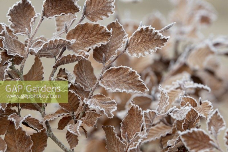 Fagus sylvatica - Beech hedge in the frost