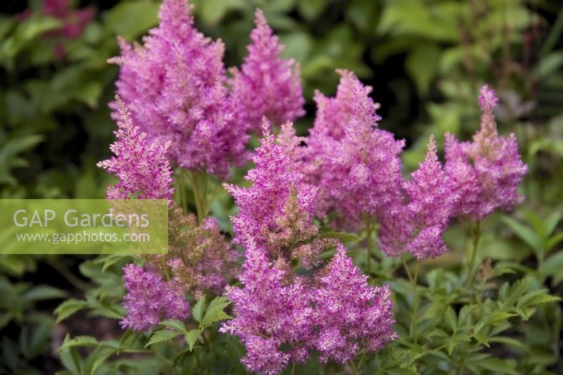 Astilbe 'Cotton Candy'