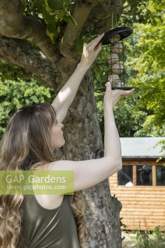 Woman hanging fat ball bird feeder in tree, suburban garden