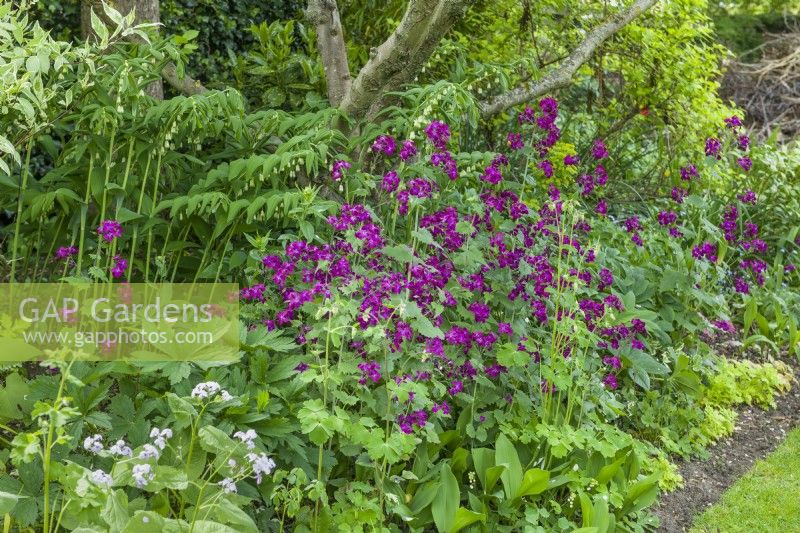 Shady border under apple tree with Polygonatum x hybridum - Solomon's seal, Lunaria annua - honesty, lily-of-the-valley and aquilegias. May