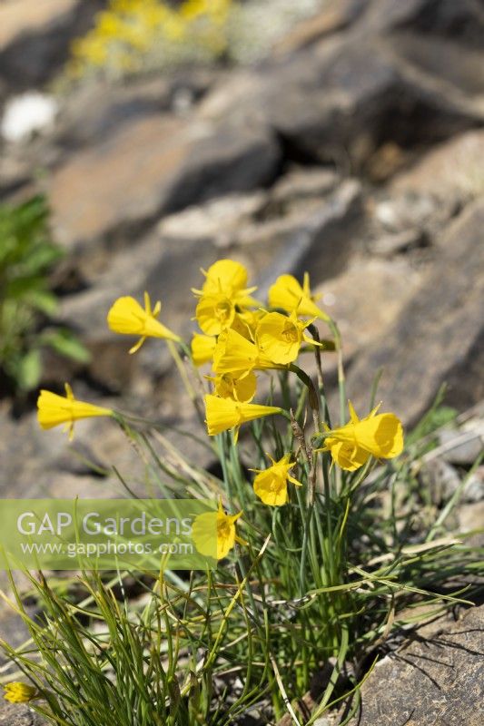 Narcissus bulbocodium, spring April