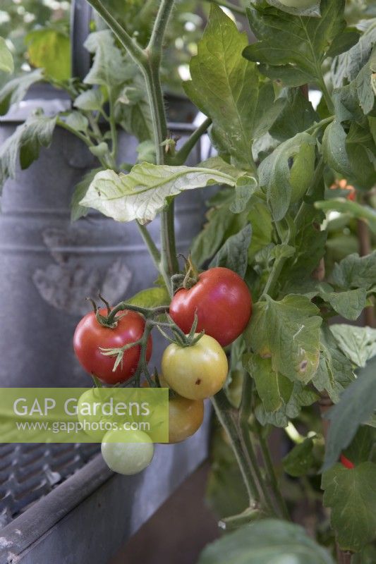 Ripe tomatoes growing in an urban environment