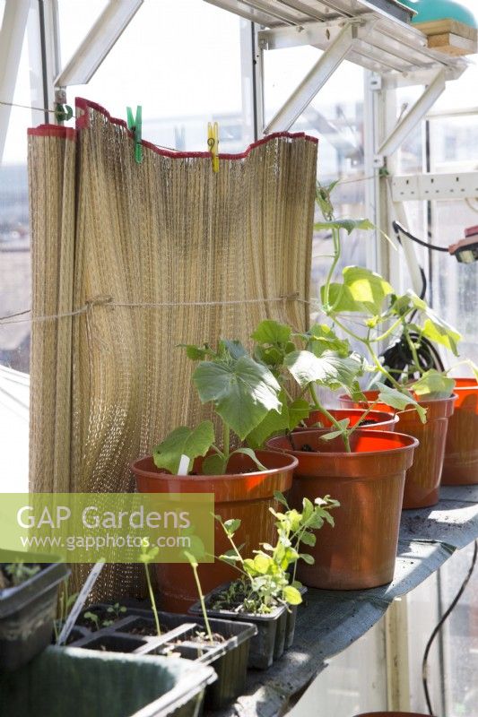 Protecting young squash plants from direct sun in greenhouse with matting