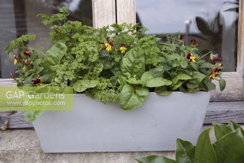 Colourful windowbox planted for winter with pansies, rainbow chard and curly parsley