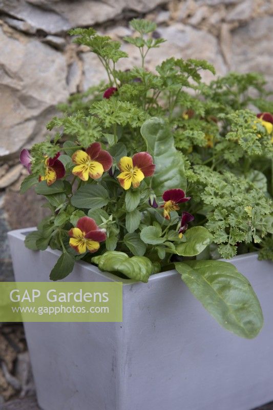 Colourful windowbox planted for winter with pansies, rainbow chard, and curly parsley