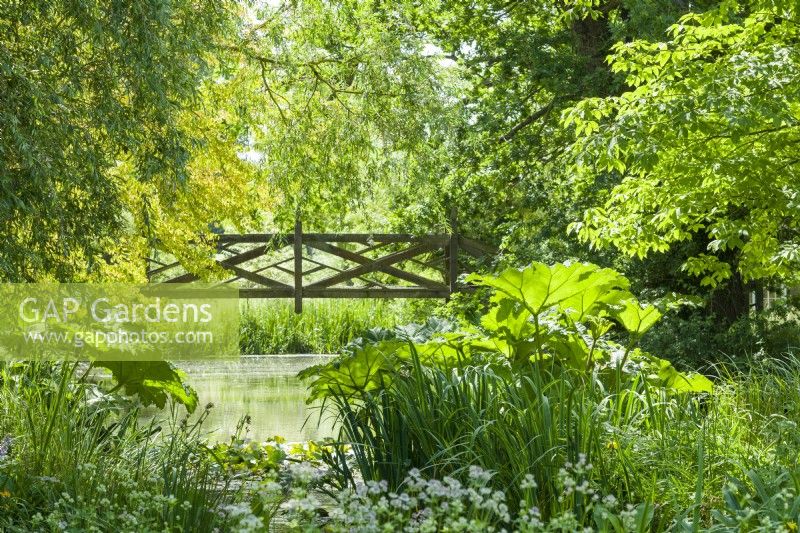 View of timber latticework bridge over stream in woodland garden with Gunnera manicata and irises. June