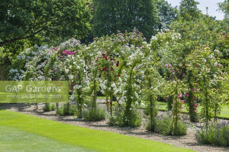 View of Rose arbour walkway. June. Rambler roses trained on wrought iron framework over path with edging of lavenders.