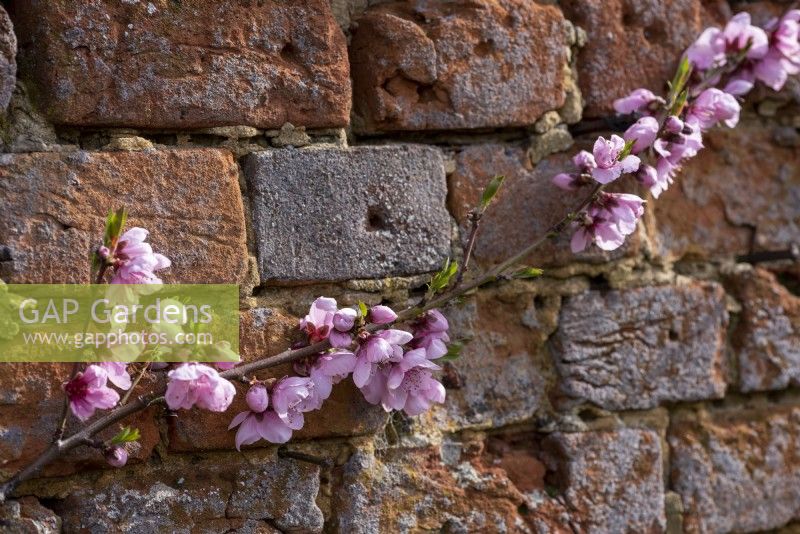 Pink blossom against an old tudor brick wall of a Chinese Pento Peach, Prunus persica.