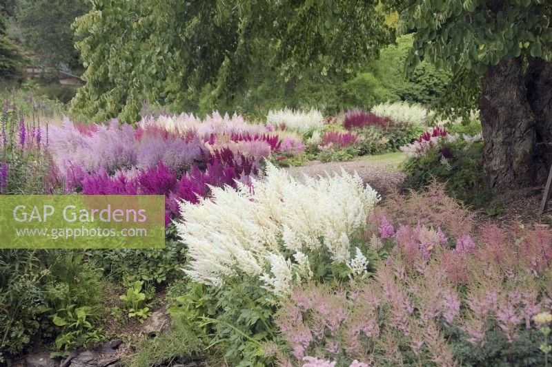 Astilbe 'Avalanche' among mixed Astilbes in a summer border