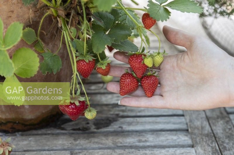 Strawberries grown in terracotta pot on sheltered patio, in suburban garden
