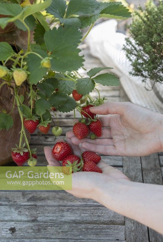Strawberries grown in terracotta pot on sheltered patio, in suburban garden, hands picking.