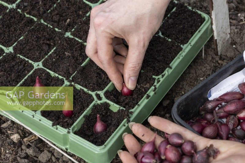 Planting individual onion sets into small, reusable plastic multipots.  Onion 'Red Baron'.