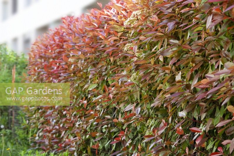 Photinia serratifolia, spring March