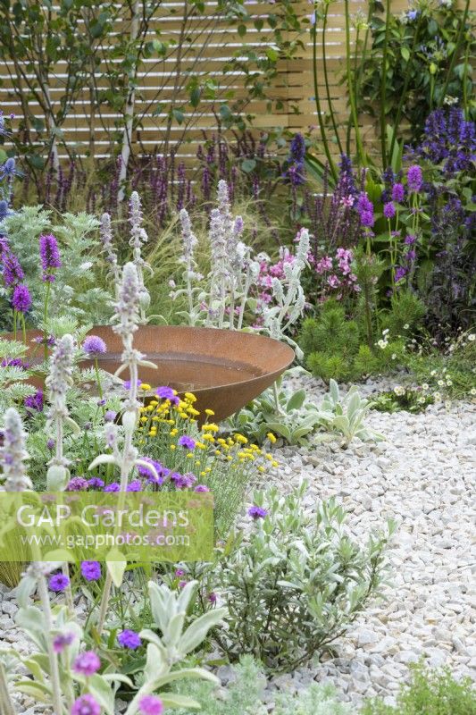 Drought-tolerant herbaceous planting of Armeria maritima, Artemisia schmidtiana and Stachys byzantina with rusty Corten steel  water bowl - Turfed Out Garden, RHS Hampton Court Palace Garden Festival 2022
