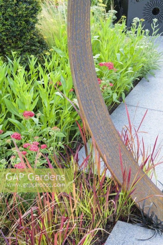 Planting of imperata cylindrica 'Red Baron' grasses with Corten steel moongate detail - Sunburst Garden, RHS Hampton Court Palace Garden Festival 2022  